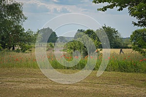 Poppies at the edge of a harvested cornfield. Red flowers, trees and grass