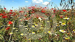 Poppies at the edge of a path