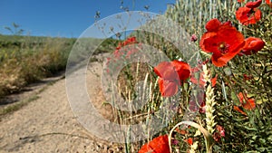 Poppies at the edge of a path