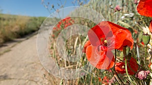 Poppies at the edge of a path