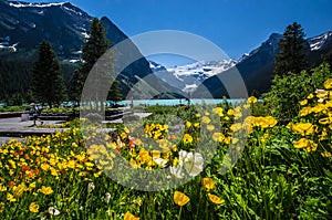 Poppies at Fairmont Chateau on Lake Louise