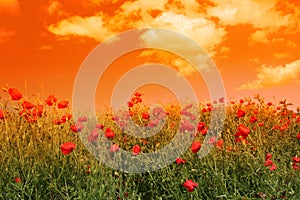 Poppies field