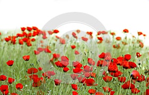 Poppies field photo