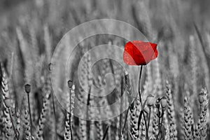 Poppies in a field