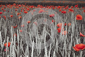 Poppies in a field