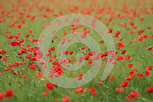 Poppies field