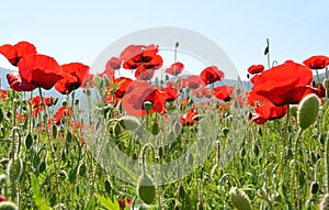 Poppies in field