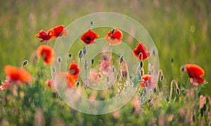 Poppies field