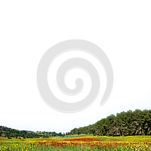 Poppies field