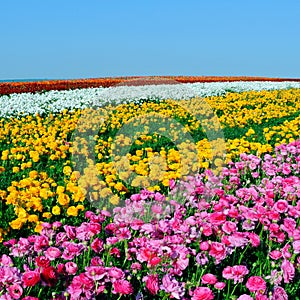 Poppies field