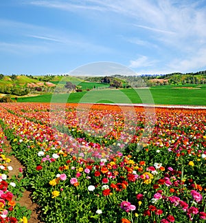 Poppies field