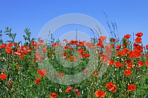 Poppies field