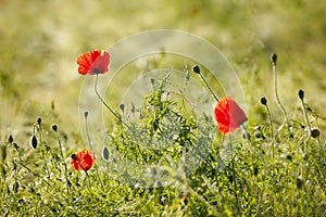 Poppies In A Field