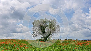 Poppies field around an olive tree