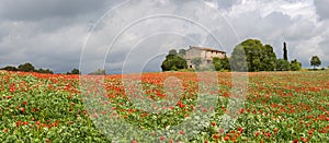 Poppies field around a rural country house