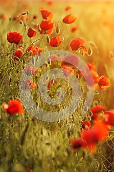 Poppies field background