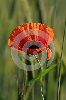 Poppies on the field background