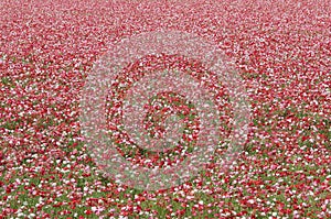 Poppies in field