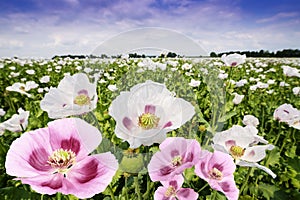 Poppies on a field and blue sky