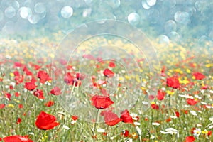 Poppies field and bokeh lights pic