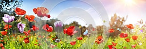 Poppies Field With Butterflies