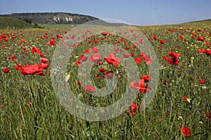 Poppies field in Crimea photo
