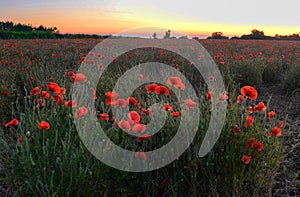 Poppies field at Dawn