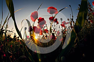 Poppies field flower on sunset