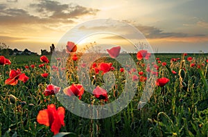 Poppies field flower on sunset