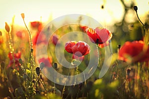 Poppies field flower on sunset