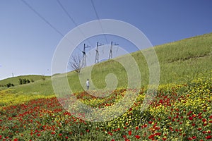 Poppies field in Kirgizstan photo