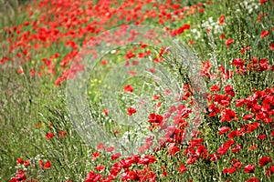 Poppies field, red flowers. Green and red colors in nature.