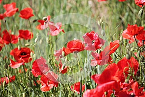 Poppies field, red flowers. Green and red colors in nature.