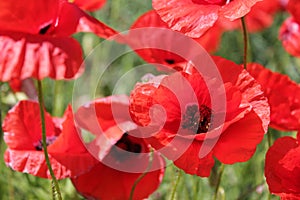 Poppies field, red flowers. Green and red colors in nature.