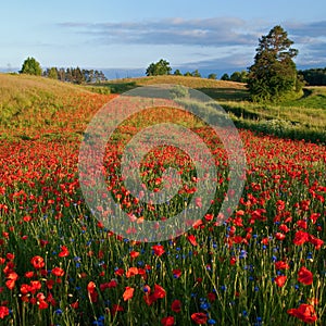 Poppies field