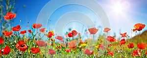 Poppies In Field In Sunny Scene