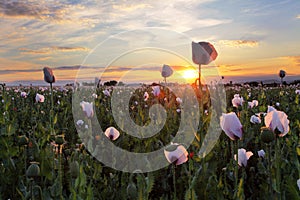 Poppies field at sunset