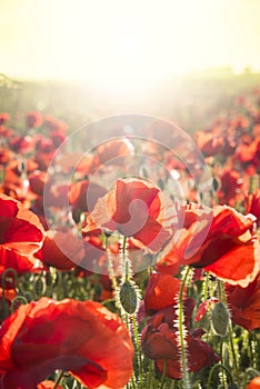 Poppies Field at Sunset in Dorset