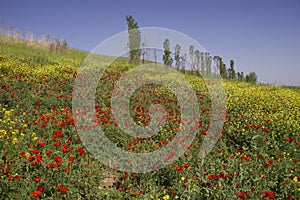 Poppies field in Uzbekistan