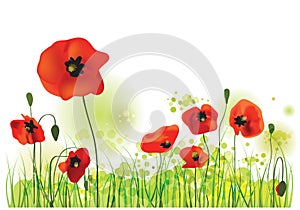 Poppies Field, vector illustration