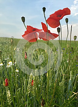 Poppies in the field of wheat and other wildflowers