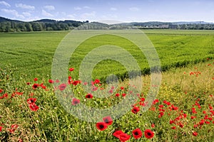 Poppies fields