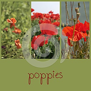 Poppies fields collage