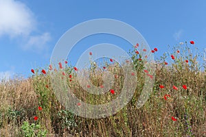 Poppies fields in summer landscape