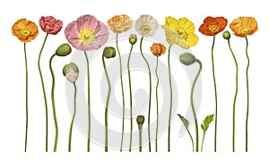 Poppies Floral Flower Flowers Banner Background