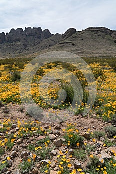 Poppies in the Florida Mountains, New Mexico.