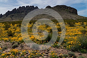 Poppies in the Florida Mountains, New Mexico.