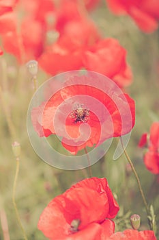 Poppies flower blossom. Beautiful wild field of red poppies with