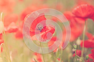 Poppies flower blossom. Beautiful wild field of red poppies with