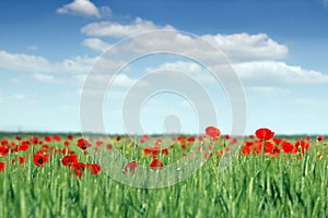 Poppies flower and green wheat